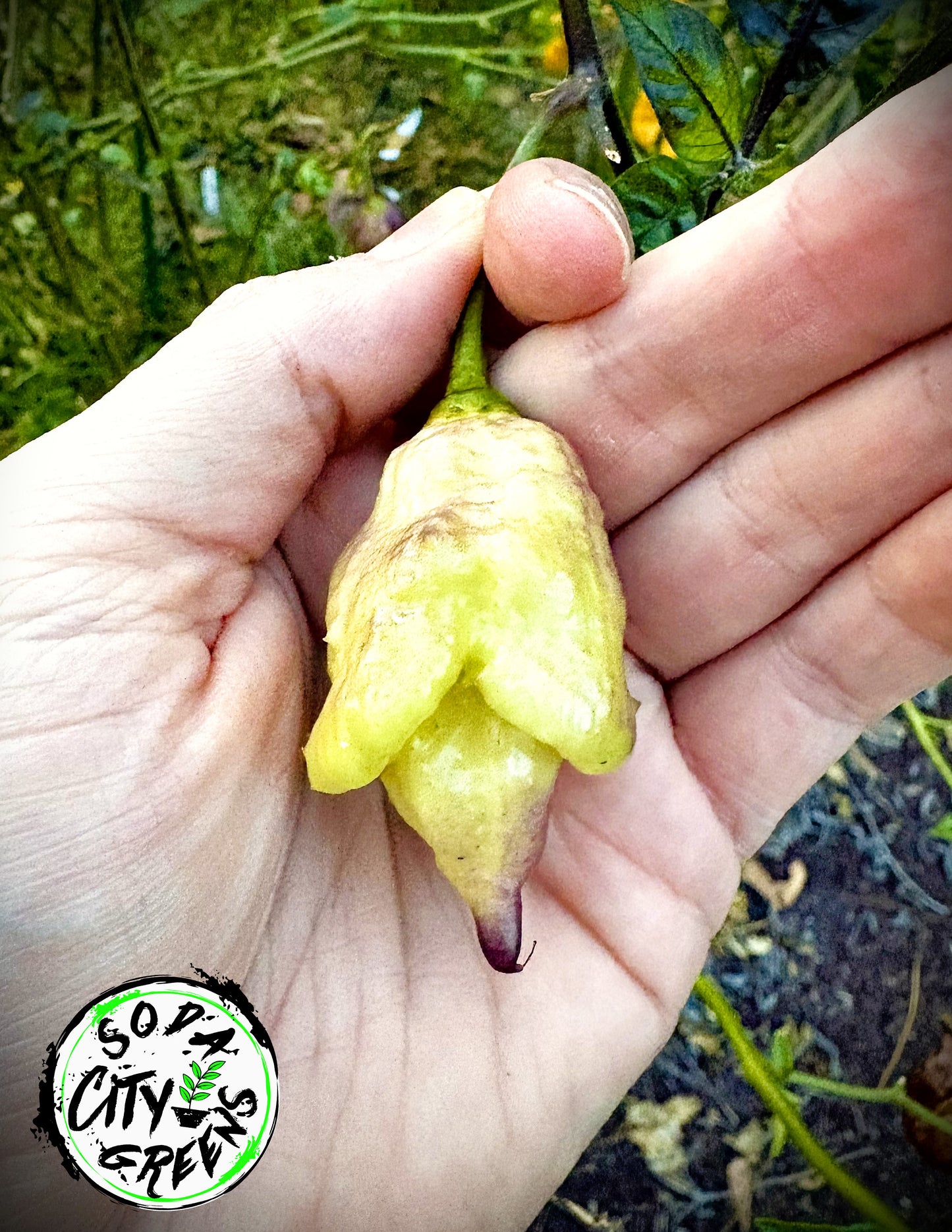 Pink Lemon Reaper Pepper Seeds