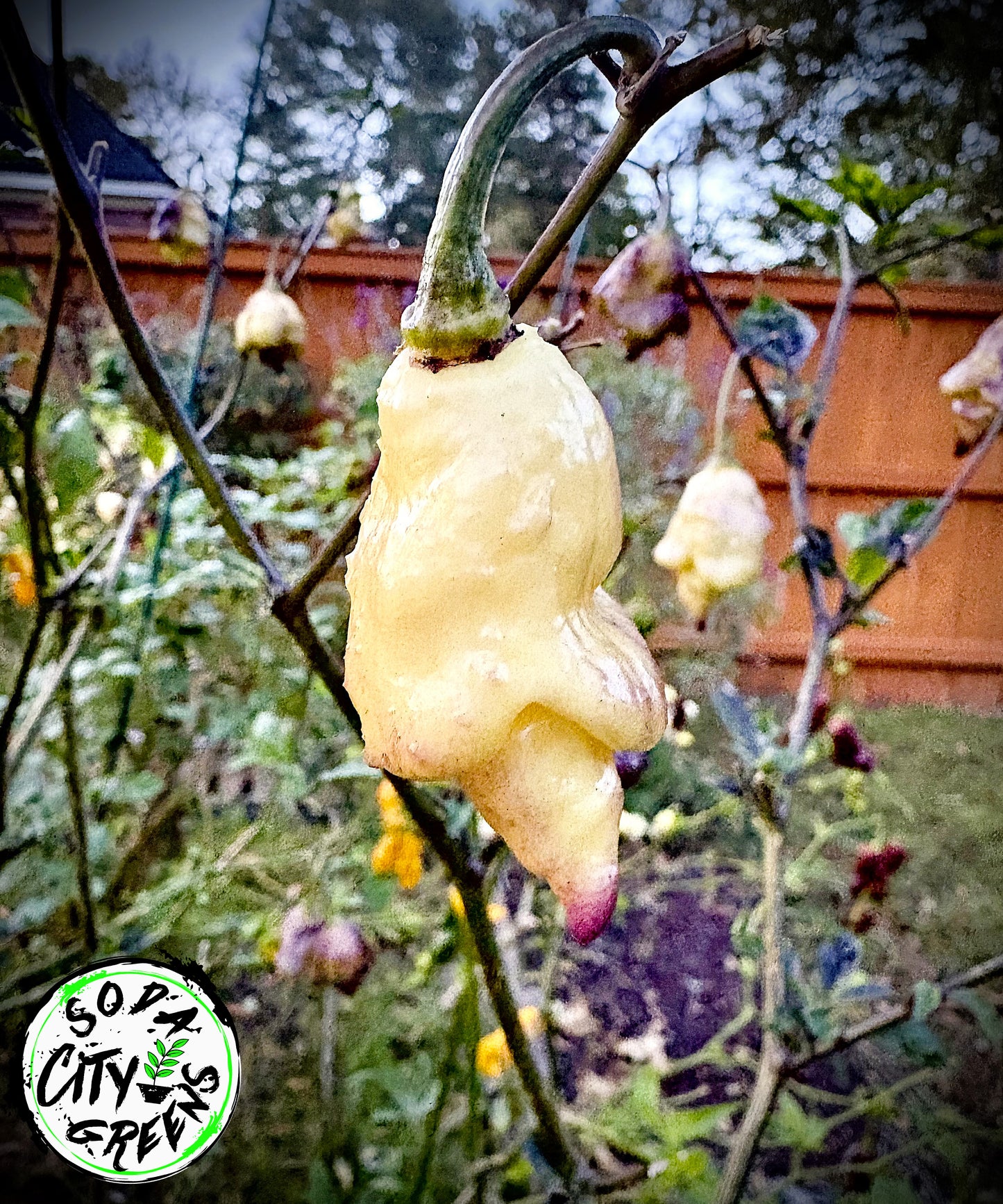 Pink Lemon Reaper Pepper Seeds