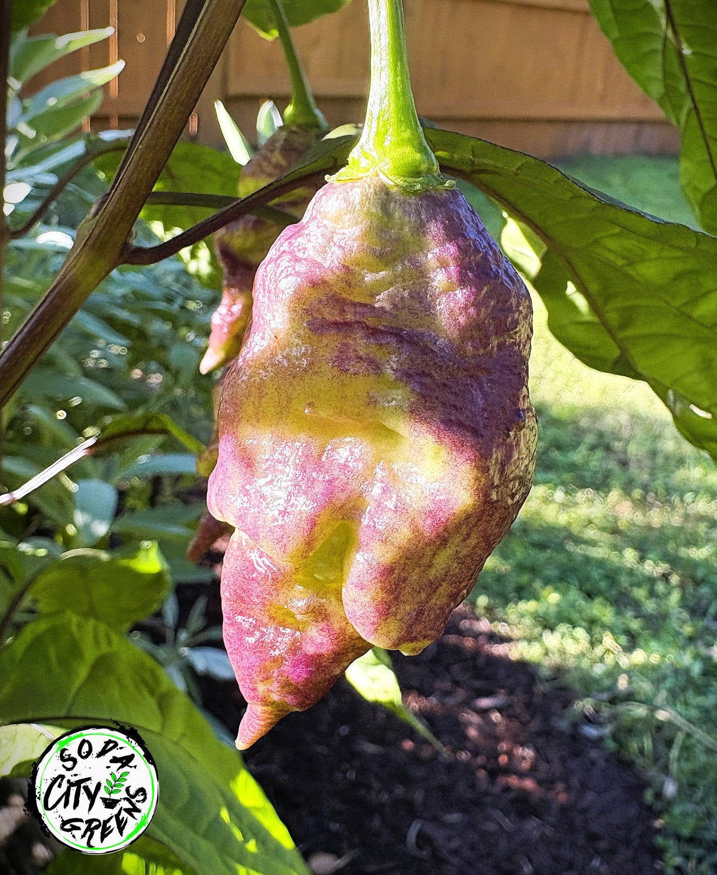 Pink Lemon Reaper Pepper Seeds