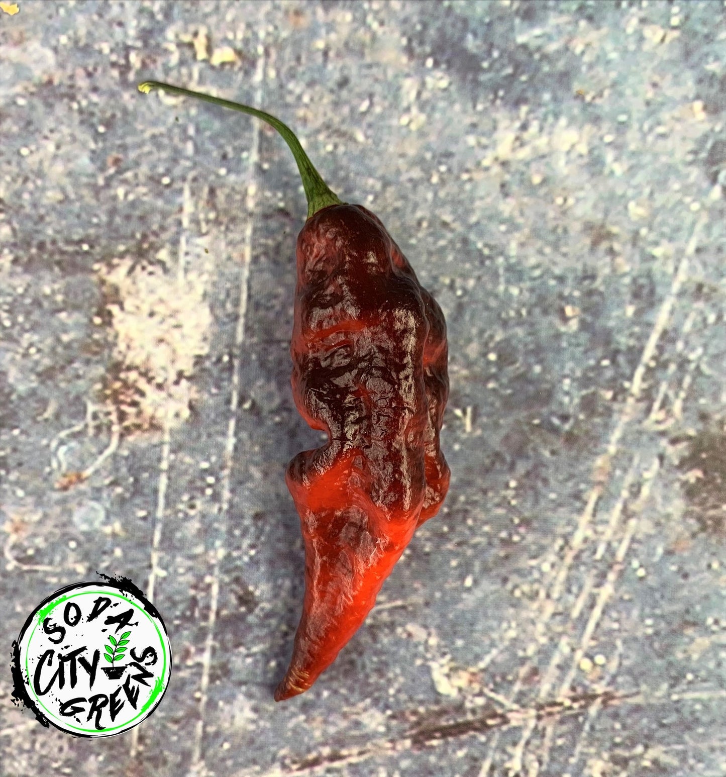 Jay's Purple Pepper Seeds
