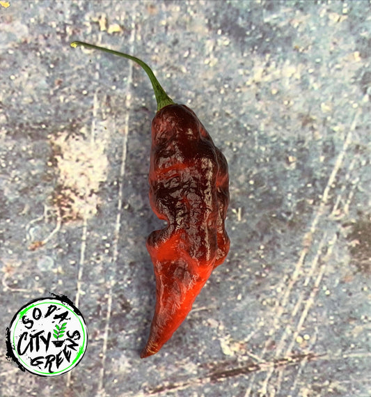 Jay's Purple Pepper Seeds