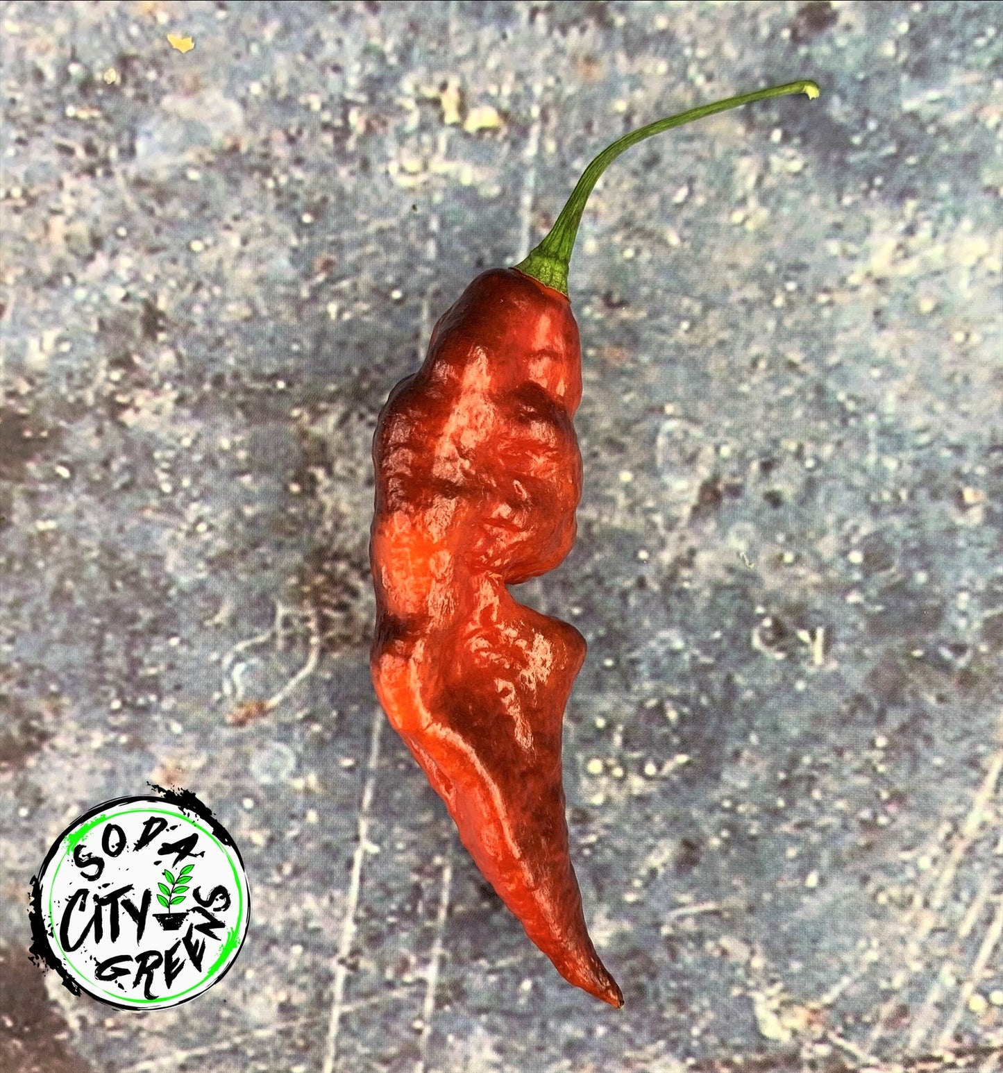 Jay's Purple Pepper Seeds