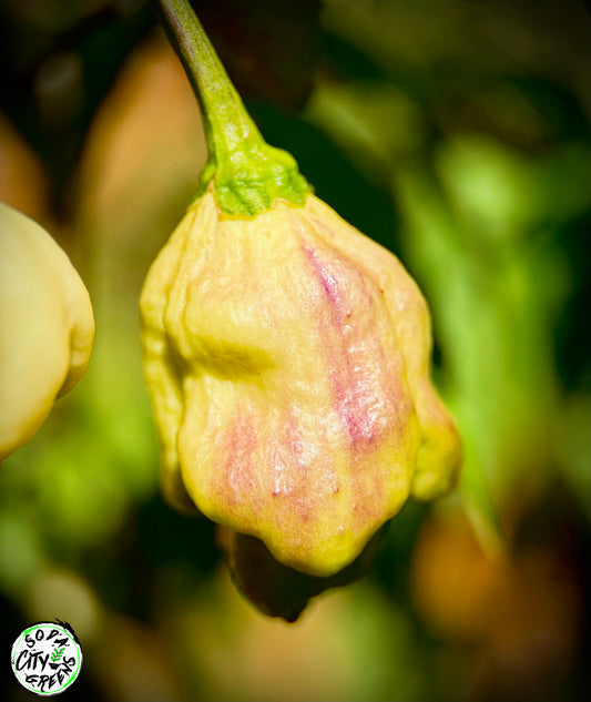 Pink Lemon Reaper Pepper Seeds
