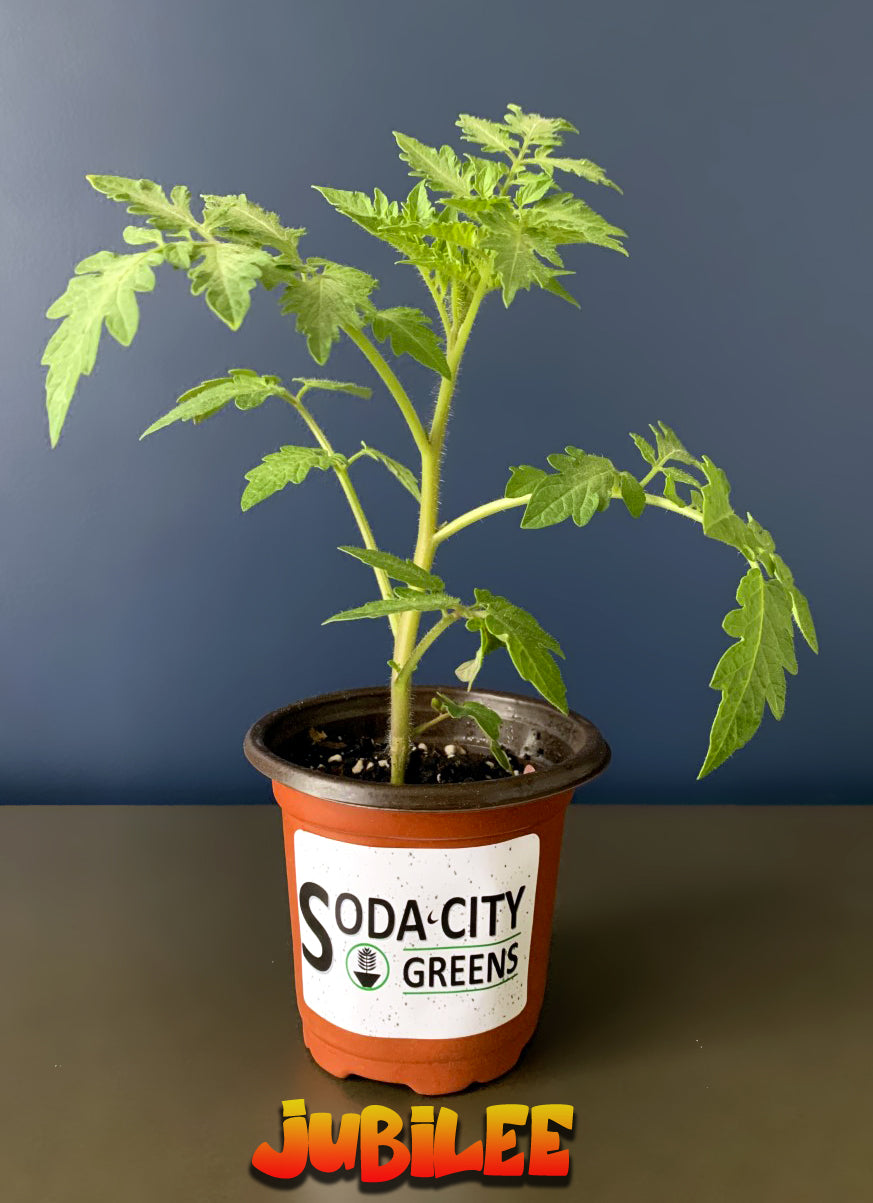 Jubilee Tomato Seeds