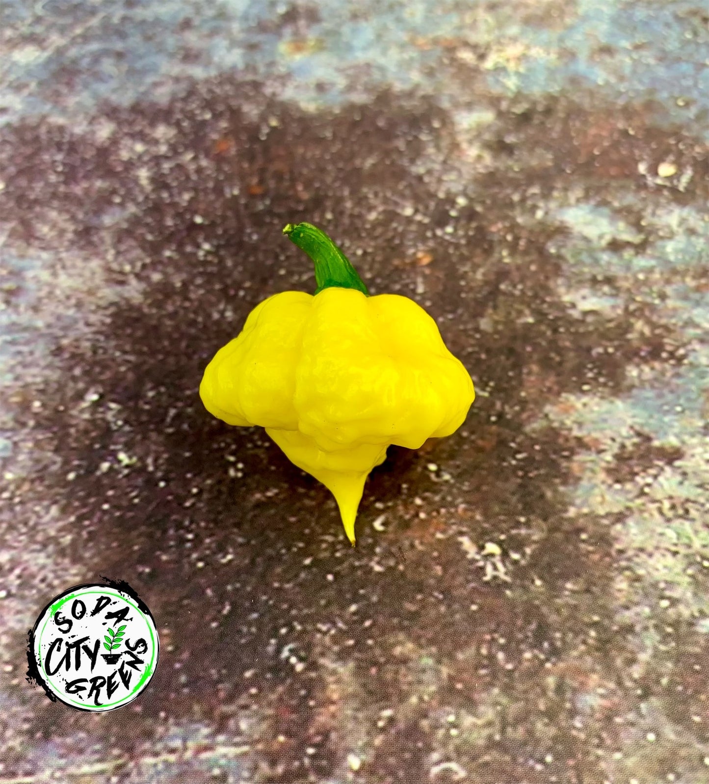 KS Lemon Starrburst KSLS Pepper Seeds