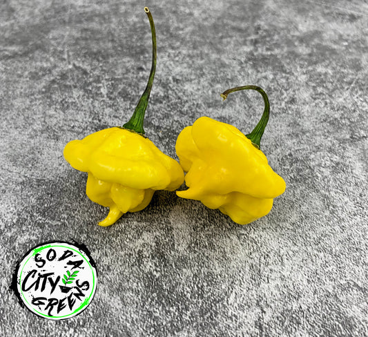 KS Lemon Starrburst KSLS Pepper Seeds
