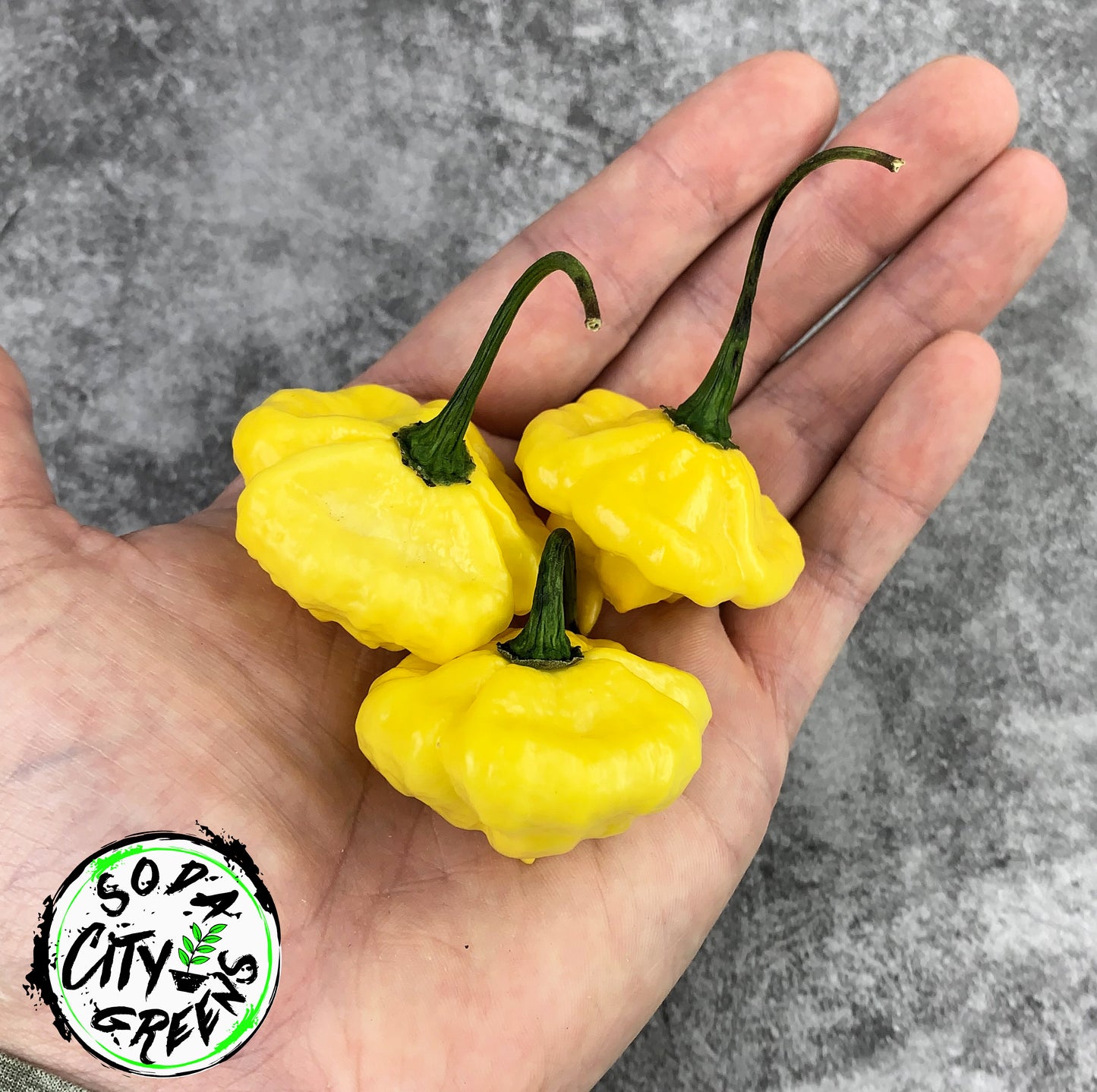 KS Lemon Starrburst KSLS Pepper Seeds