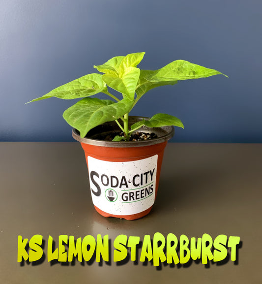 Lemon Starrburst KSLS Pepper Live Plants