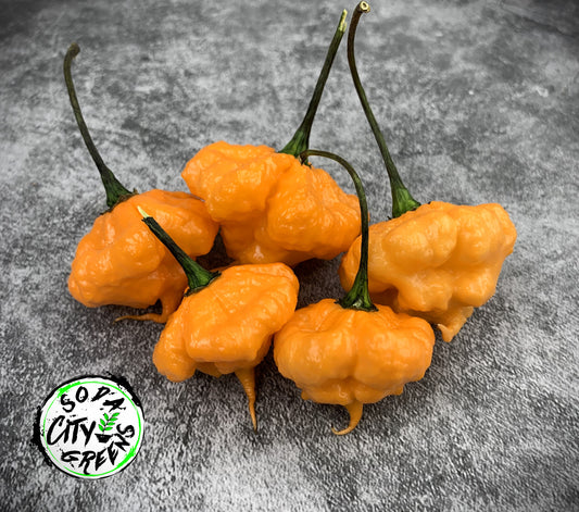 KS Peach Starrkist KSPS Pepper Seeds