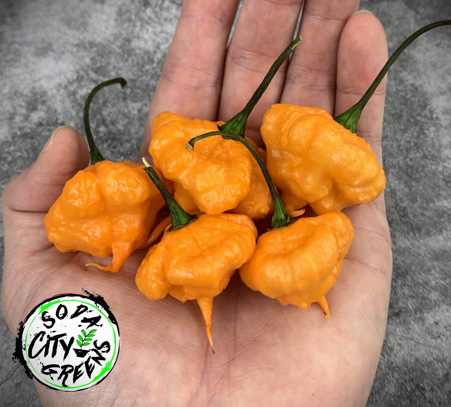 KS Peach Starrkist KSPS Pepper Seeds