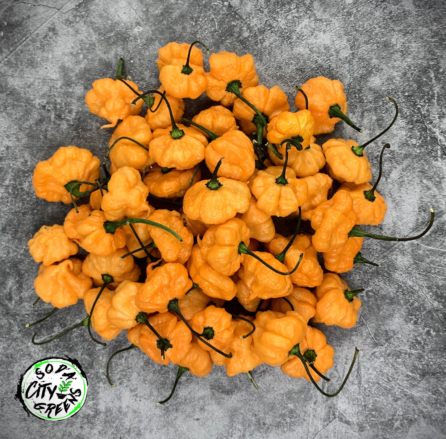 KS Peach Starrkist KSPS Pepper Seeds