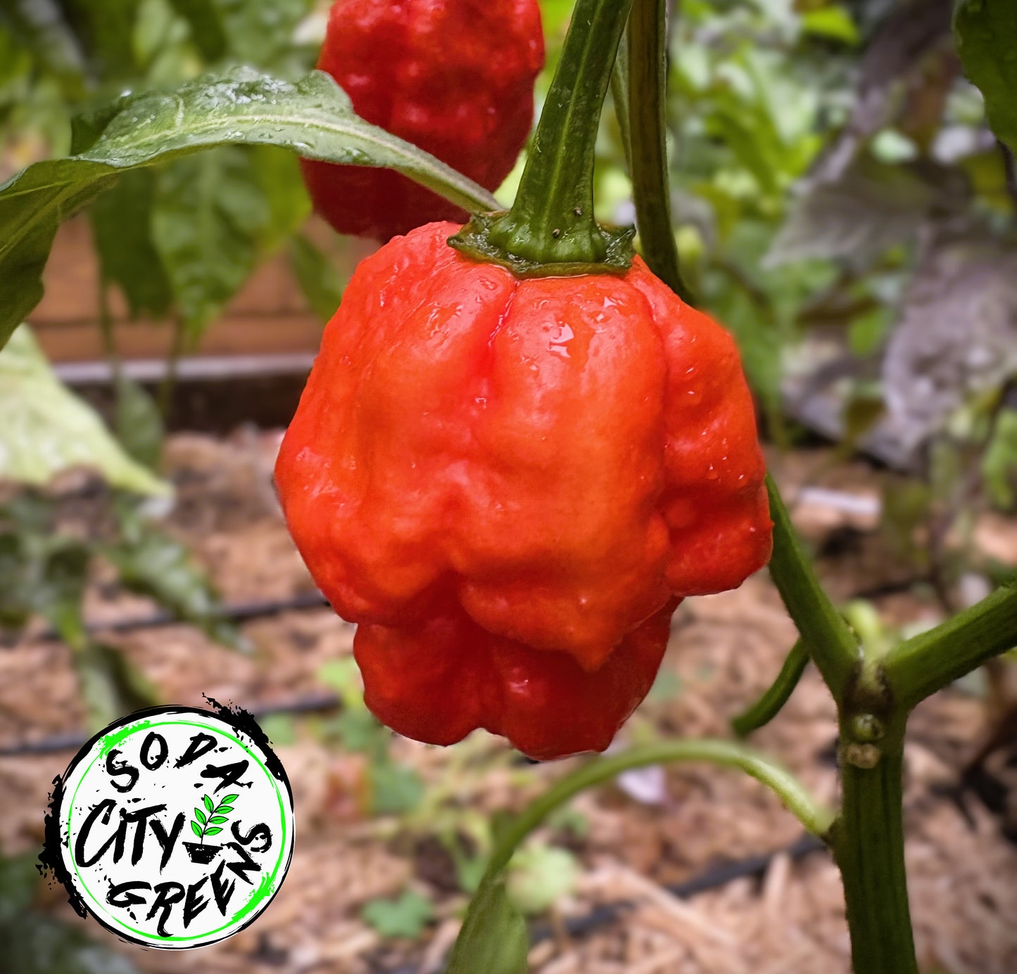 KS Scarlet Rose KSSR Pepper Seeds