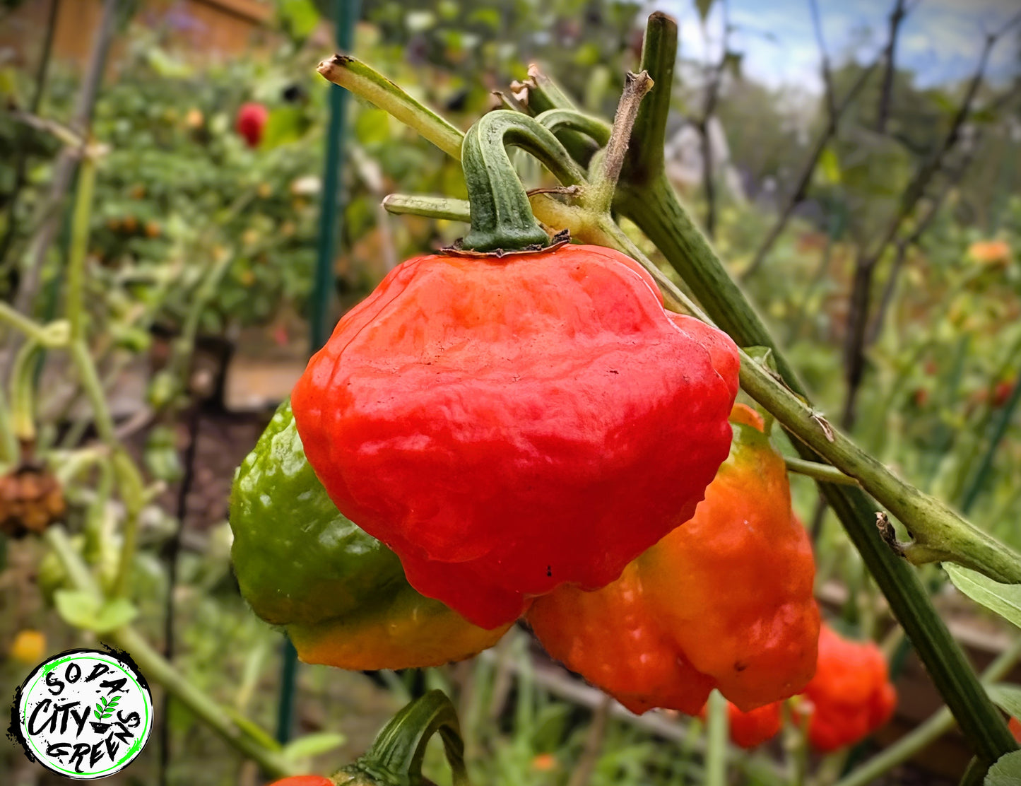 KS Scarlet Rose KSSR Pepper Seeds
