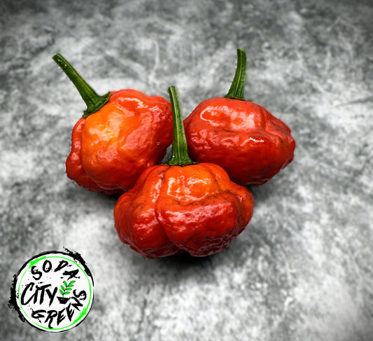 KS Scarlet Rose KSSR Pepper Seeds