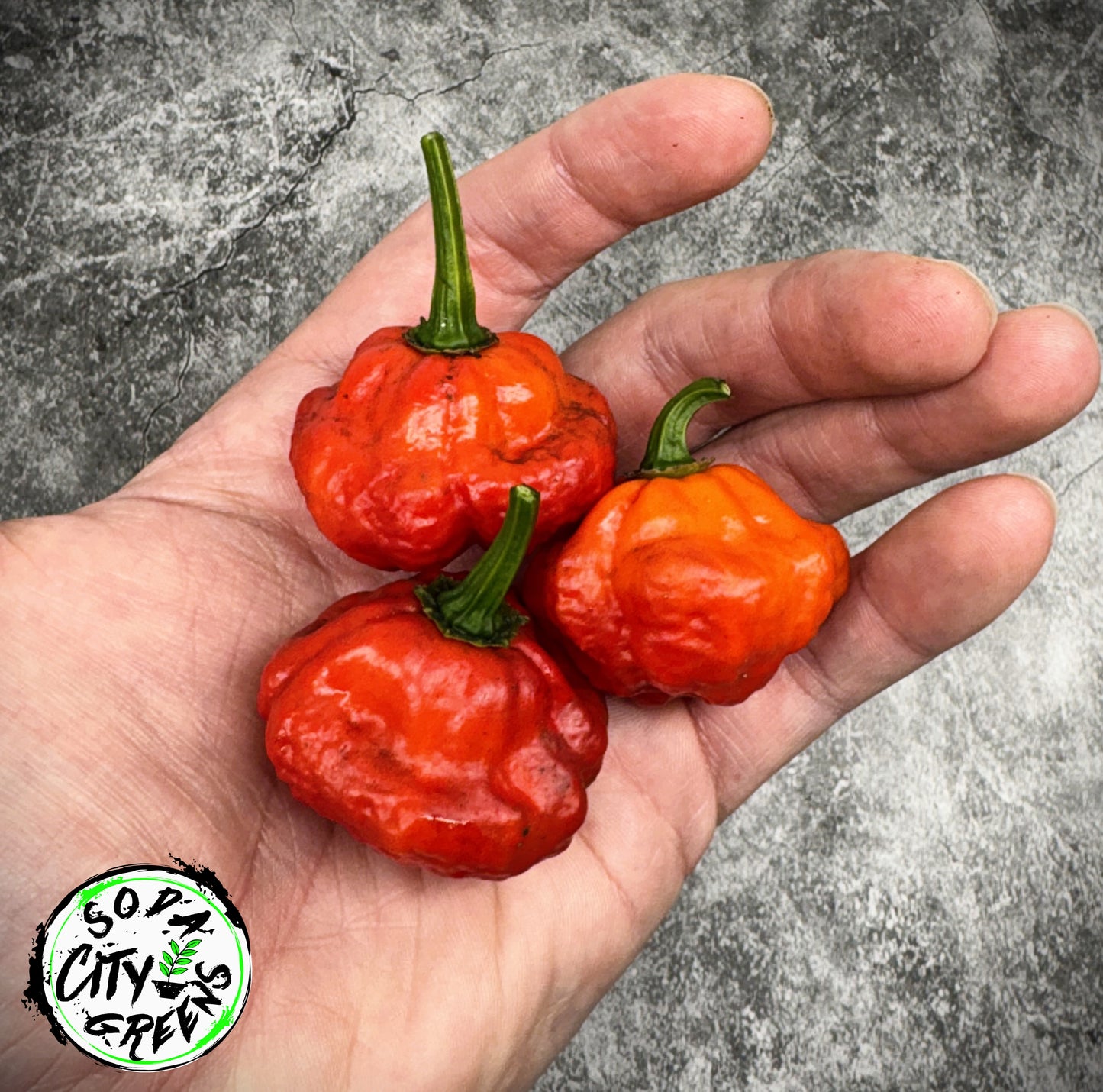 KS Scarlet Rose KSSR Pepper Seeds