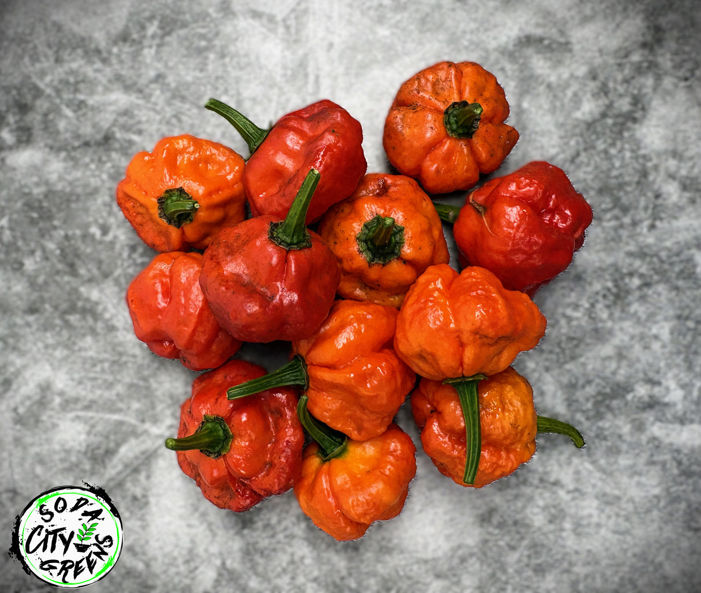 KS Scarlet Rose KSSR Pepper Seeds