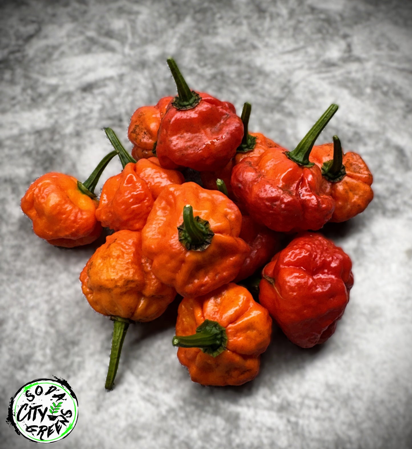 KS Scarlet Rose KSSR Pepper Seeds