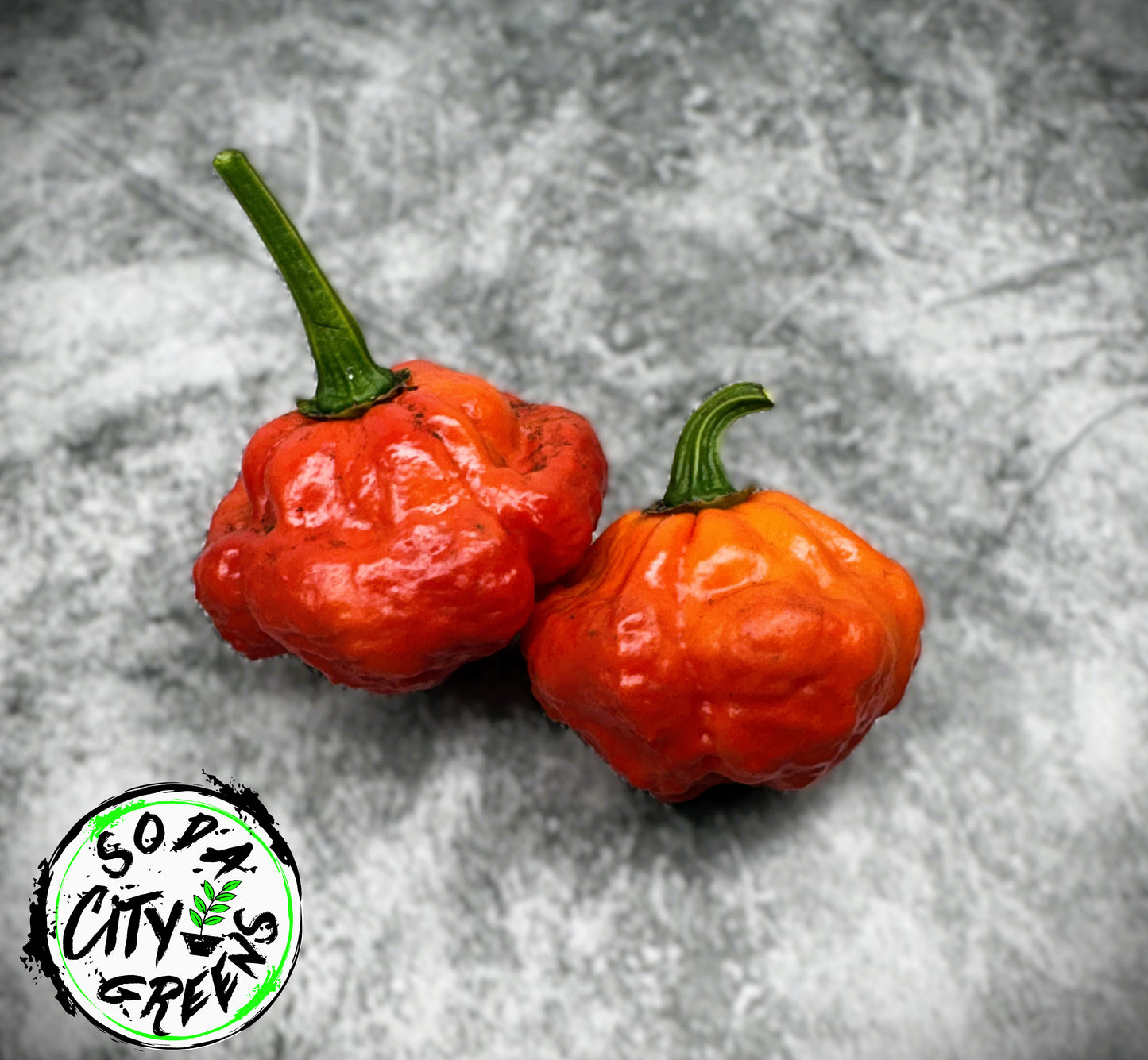 KS Scarlet Rose KSSR Pepper Seeds