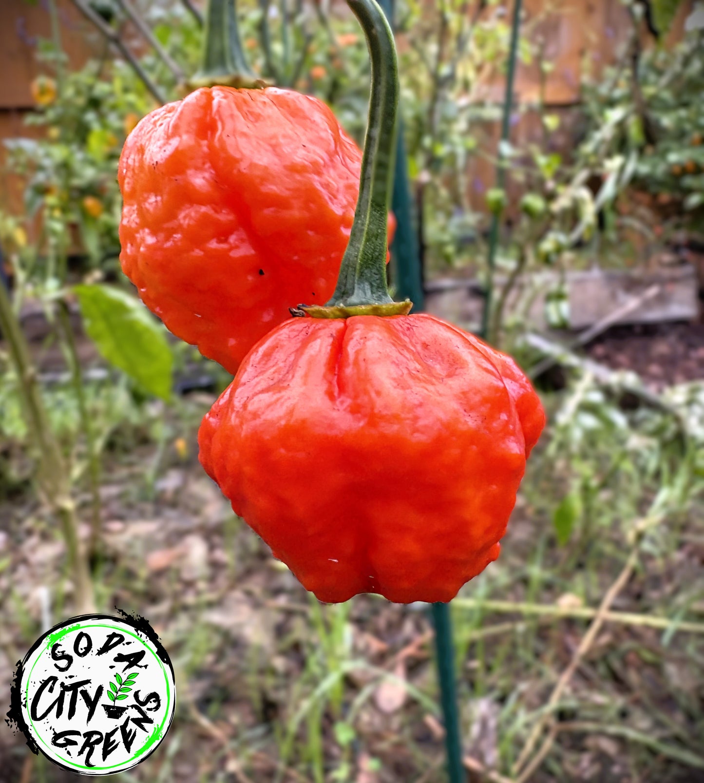 KS Scarlet Rose KSSR Pepper Seeds