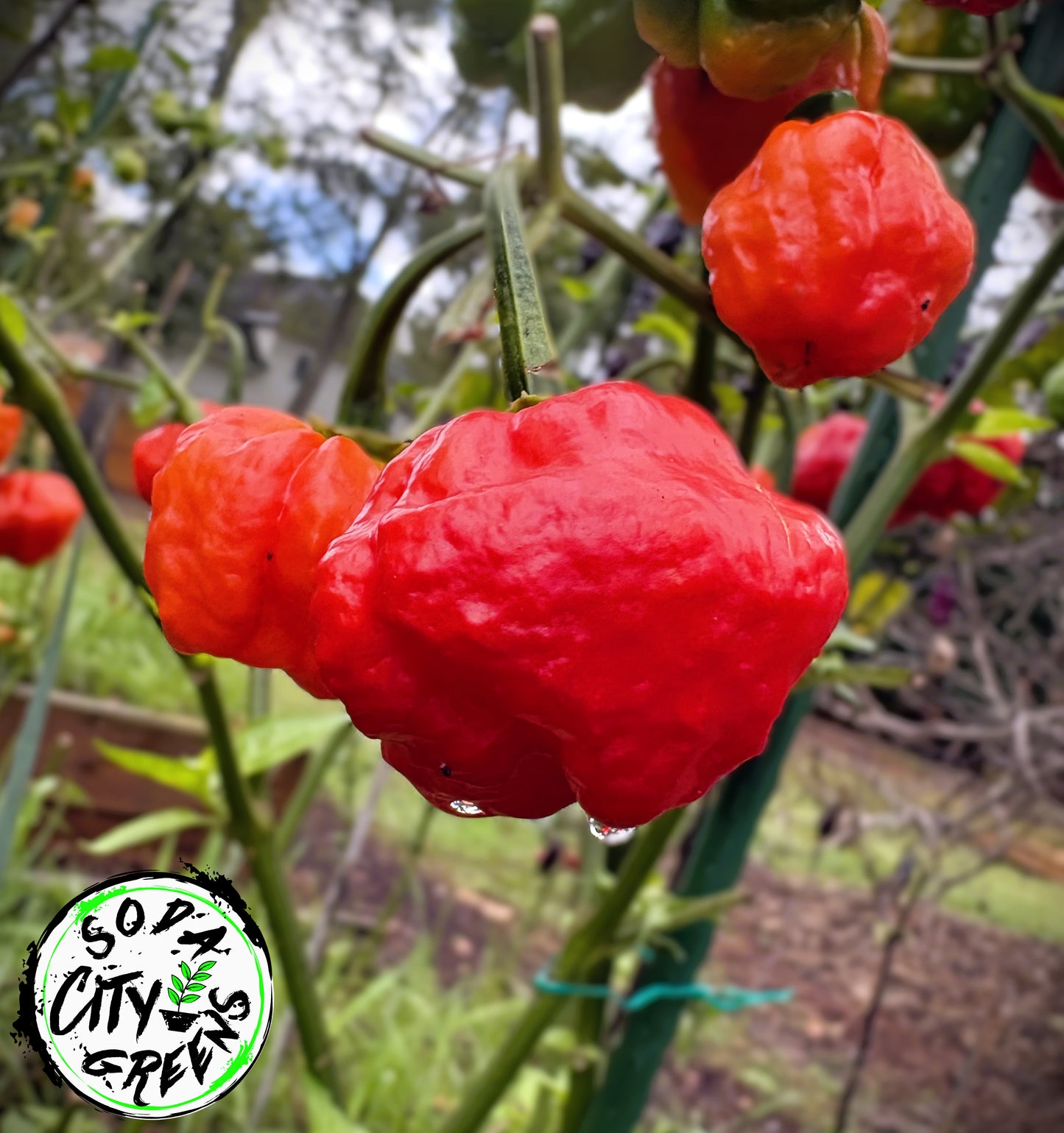 KS Scarlet Rose KSSR Pepper Seeds