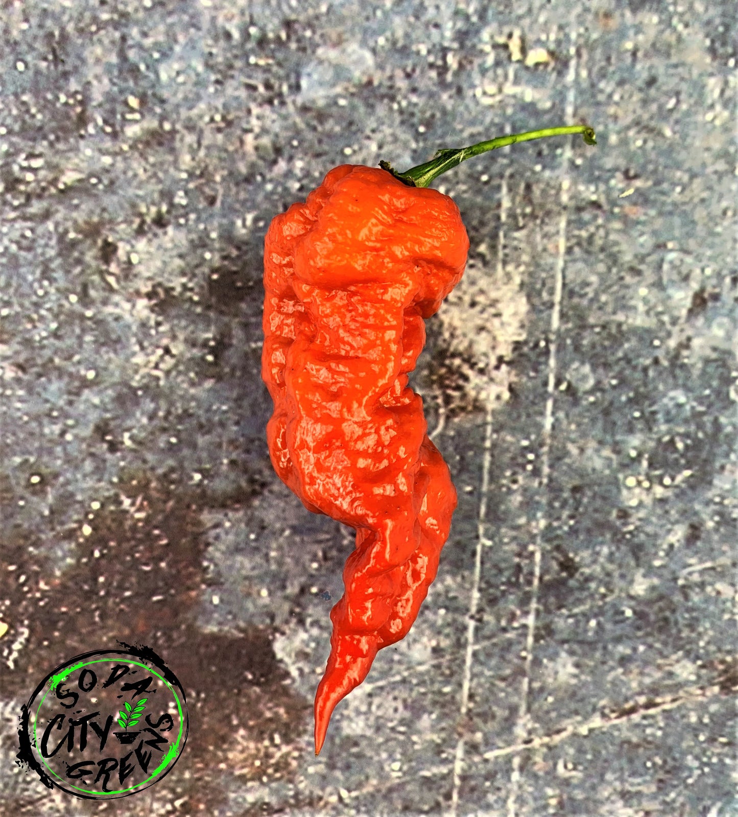 Leviathan Scorpion Pepper Seeds