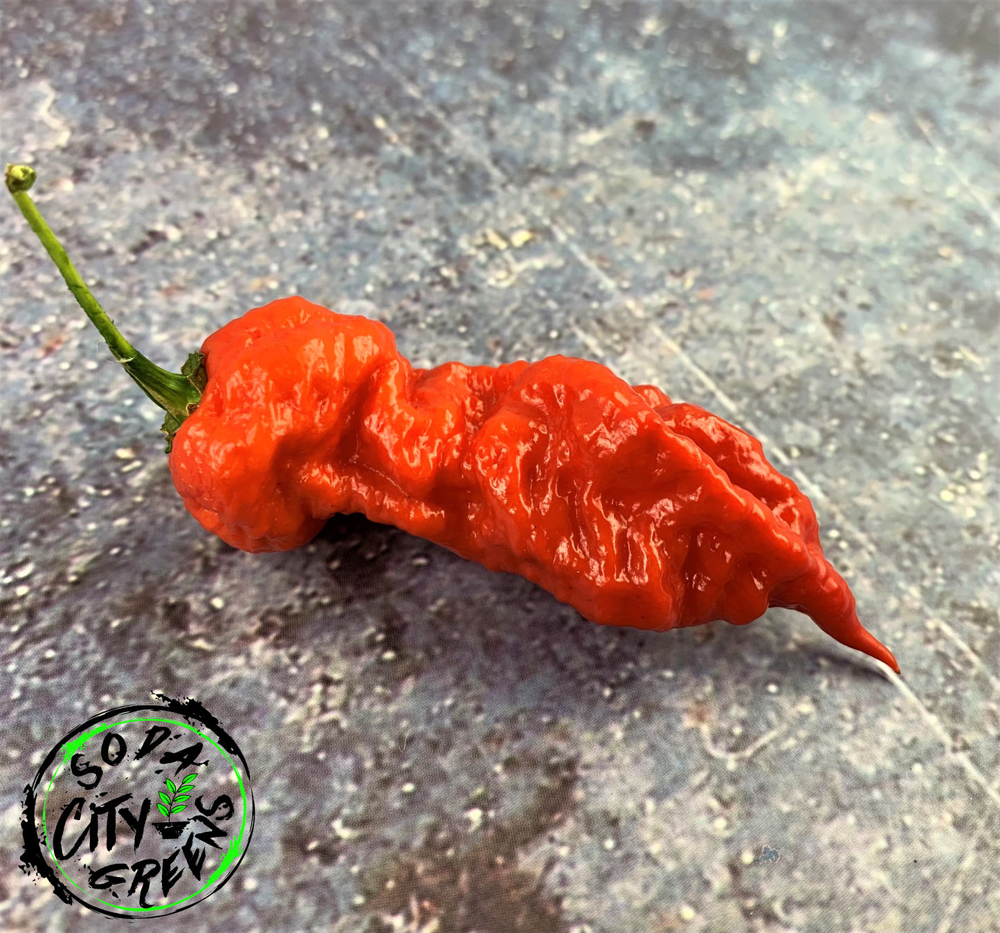 Red T-Rex Pepper Seeds