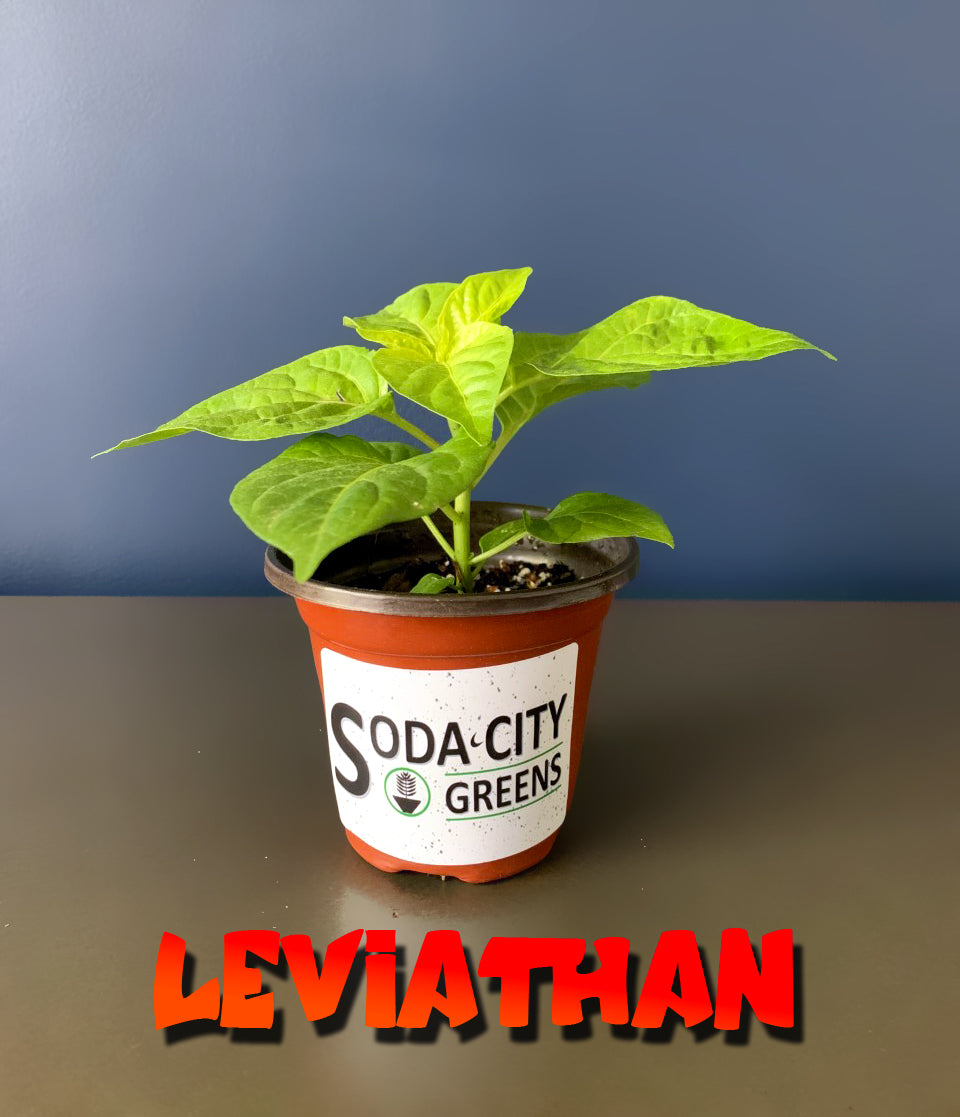 Leviathan Scorpion Pepper Seeds