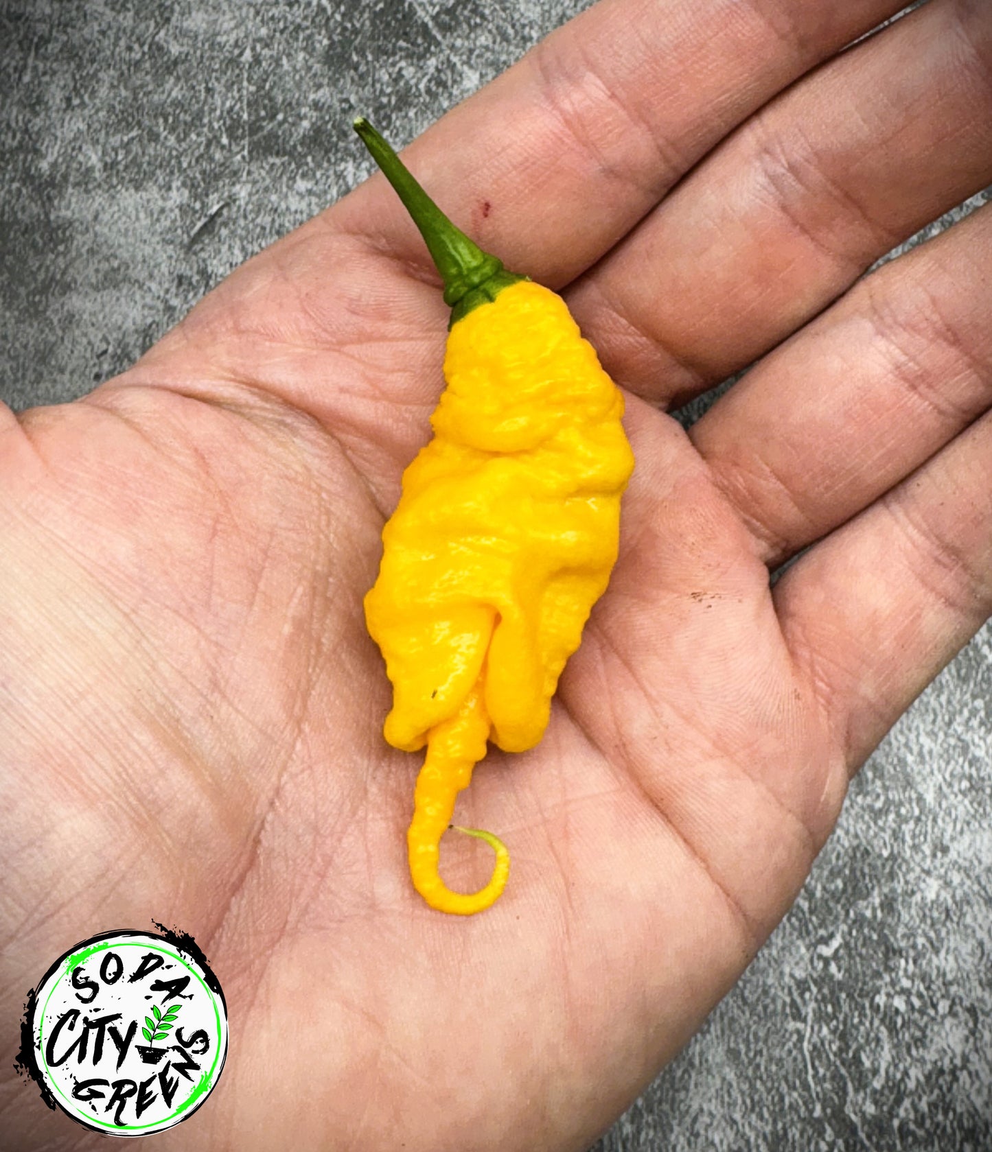 Mantis Claw Pepper Seeds