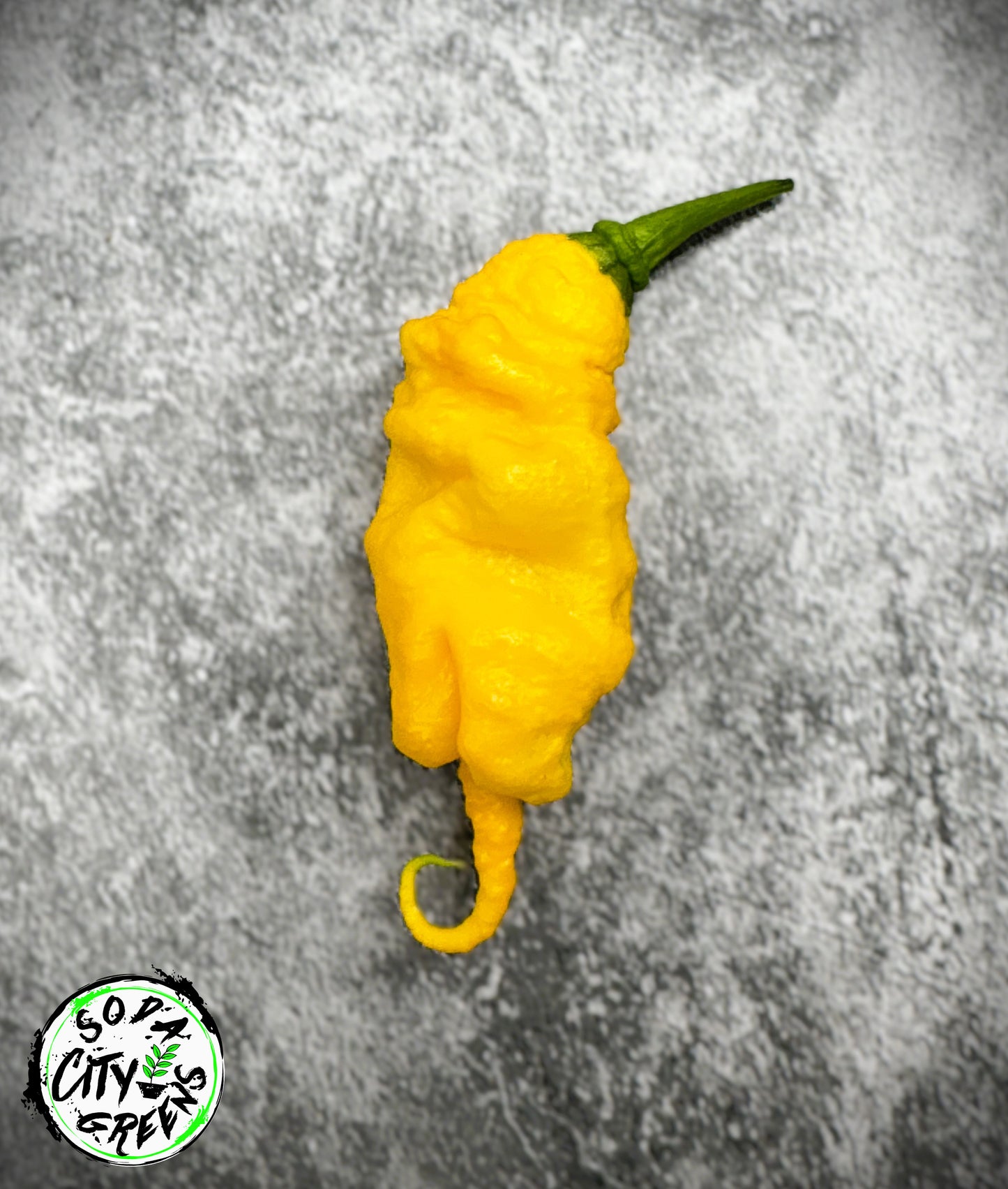 Mantis Claw Pepper Seeds