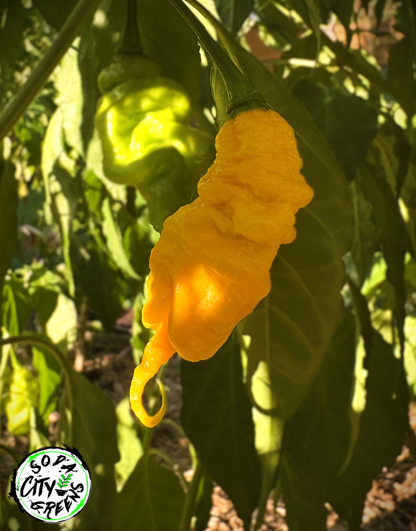 Mantis Claw Pepper Seeds