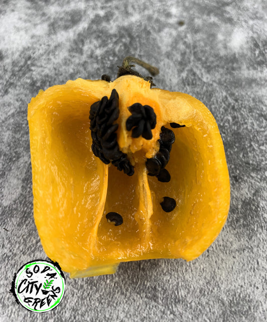 Manzano Pepper Seeds