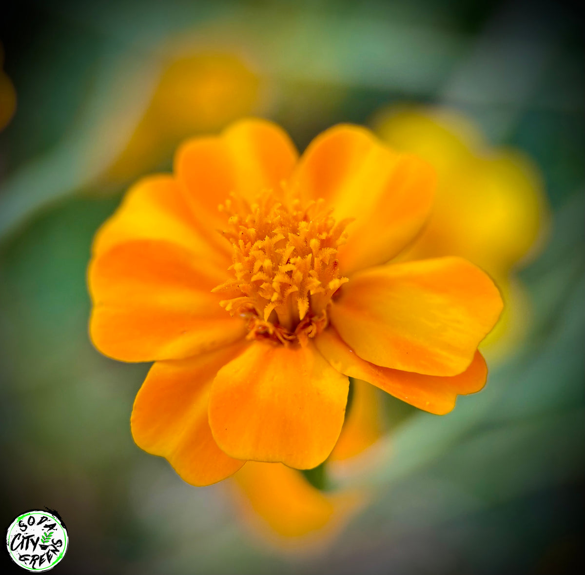 Jester Marigold Flower Seeds