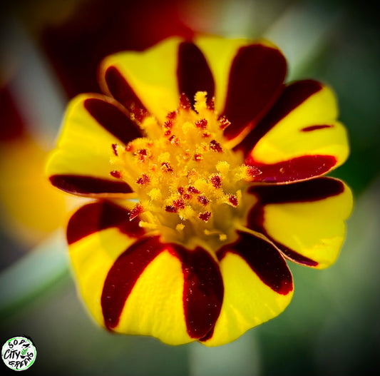 Jester Marigold Flower Seeds