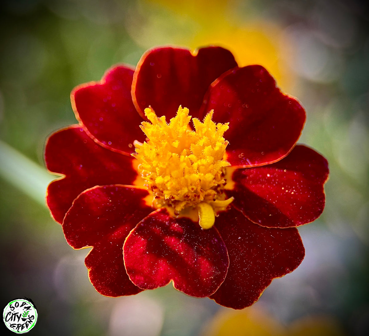 Jester Marigold Flower Live Plants