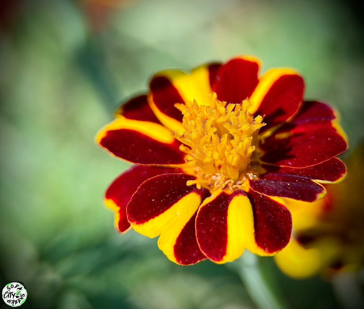 Jester Marigold Flower Live Plants