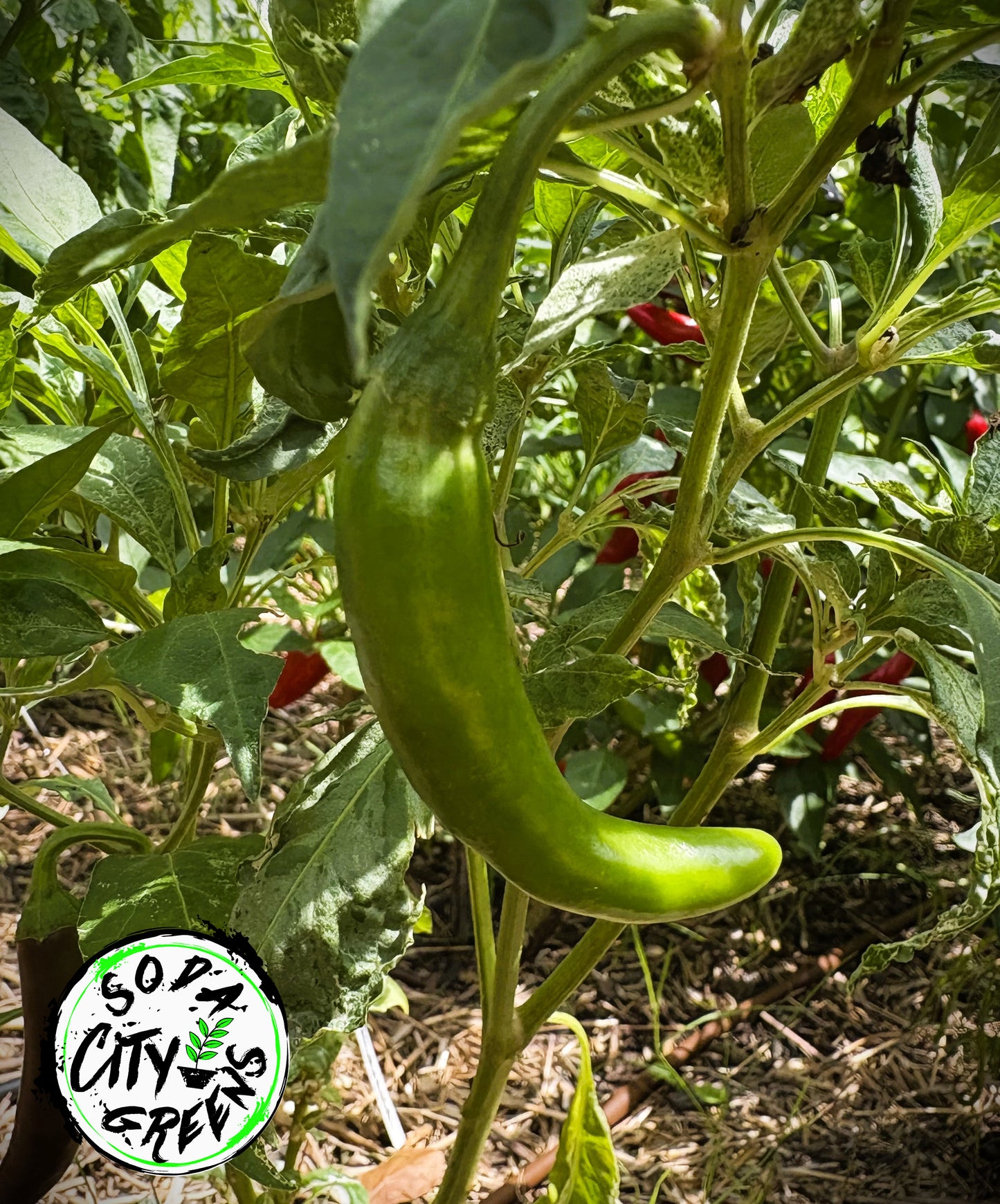 Mattahorn Variegated Pepper Seeds