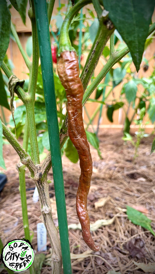 Mattahorn Variegated Pepper Seeds