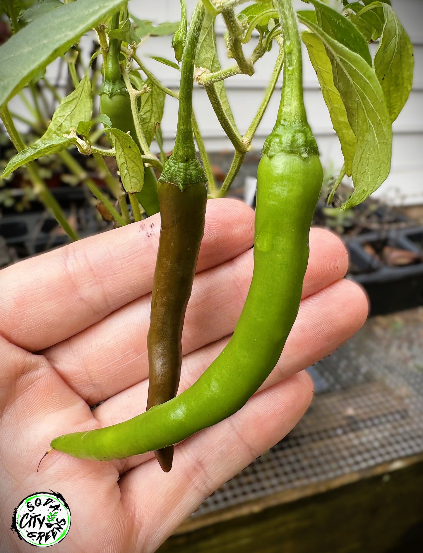 Mattahorn Variegated Pepper Seeds