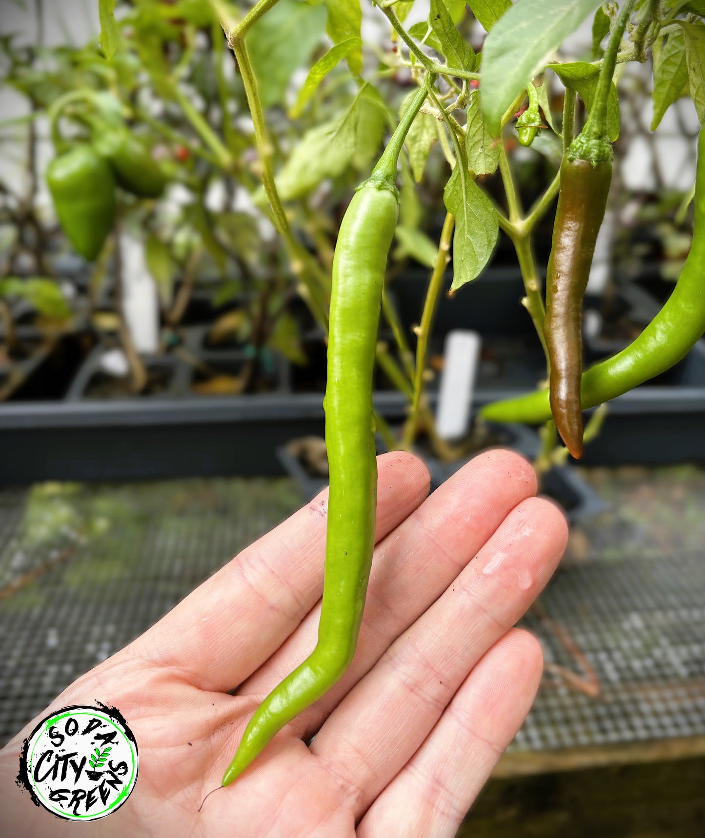 Mattahorn Variegated Pepper Seeds