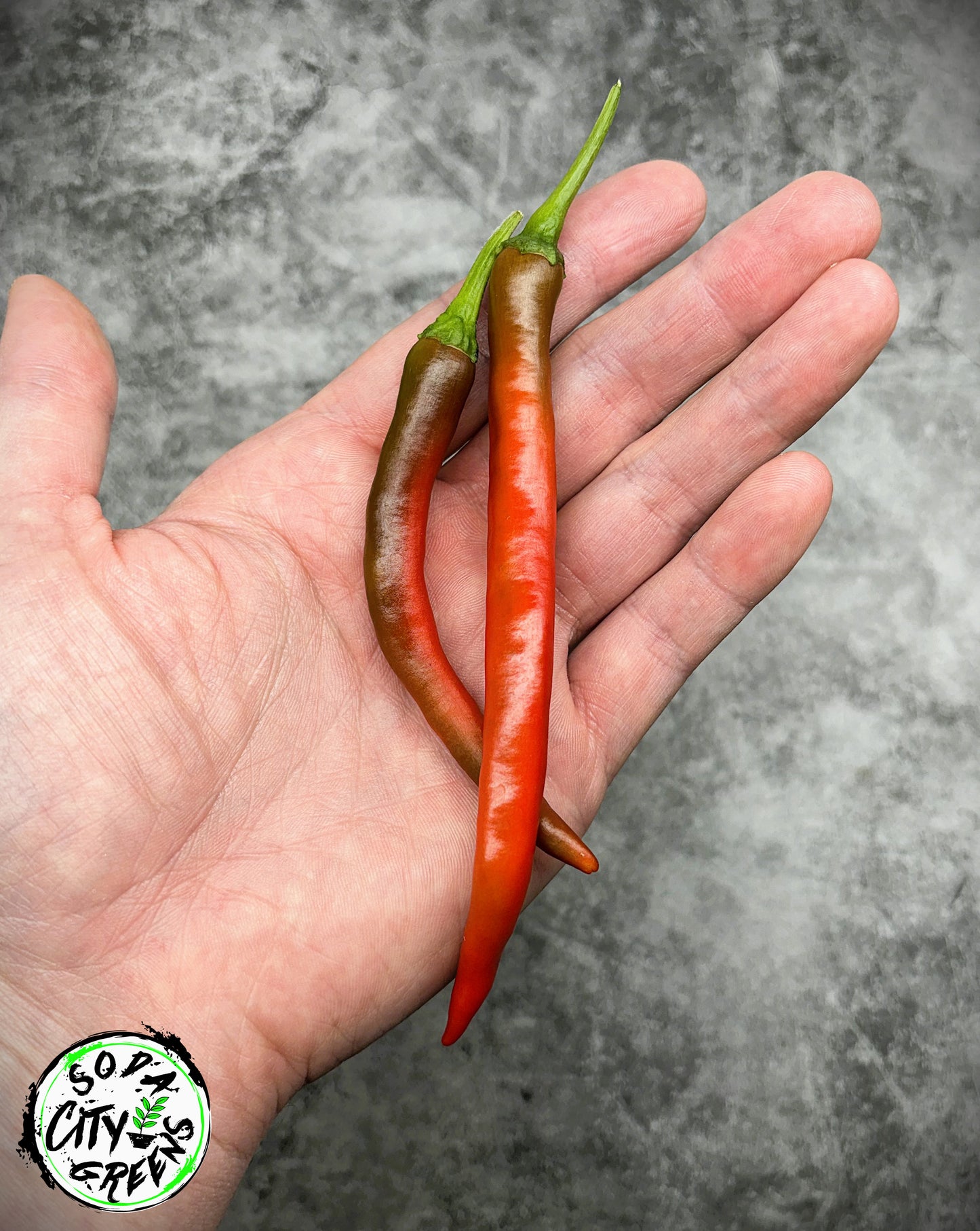 Mattahorn Variegated Pepper Seeds