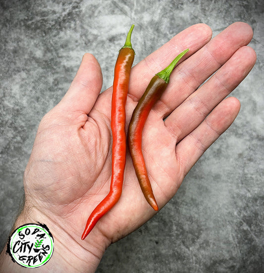 Mattahorn Variegated Pepper Seeds