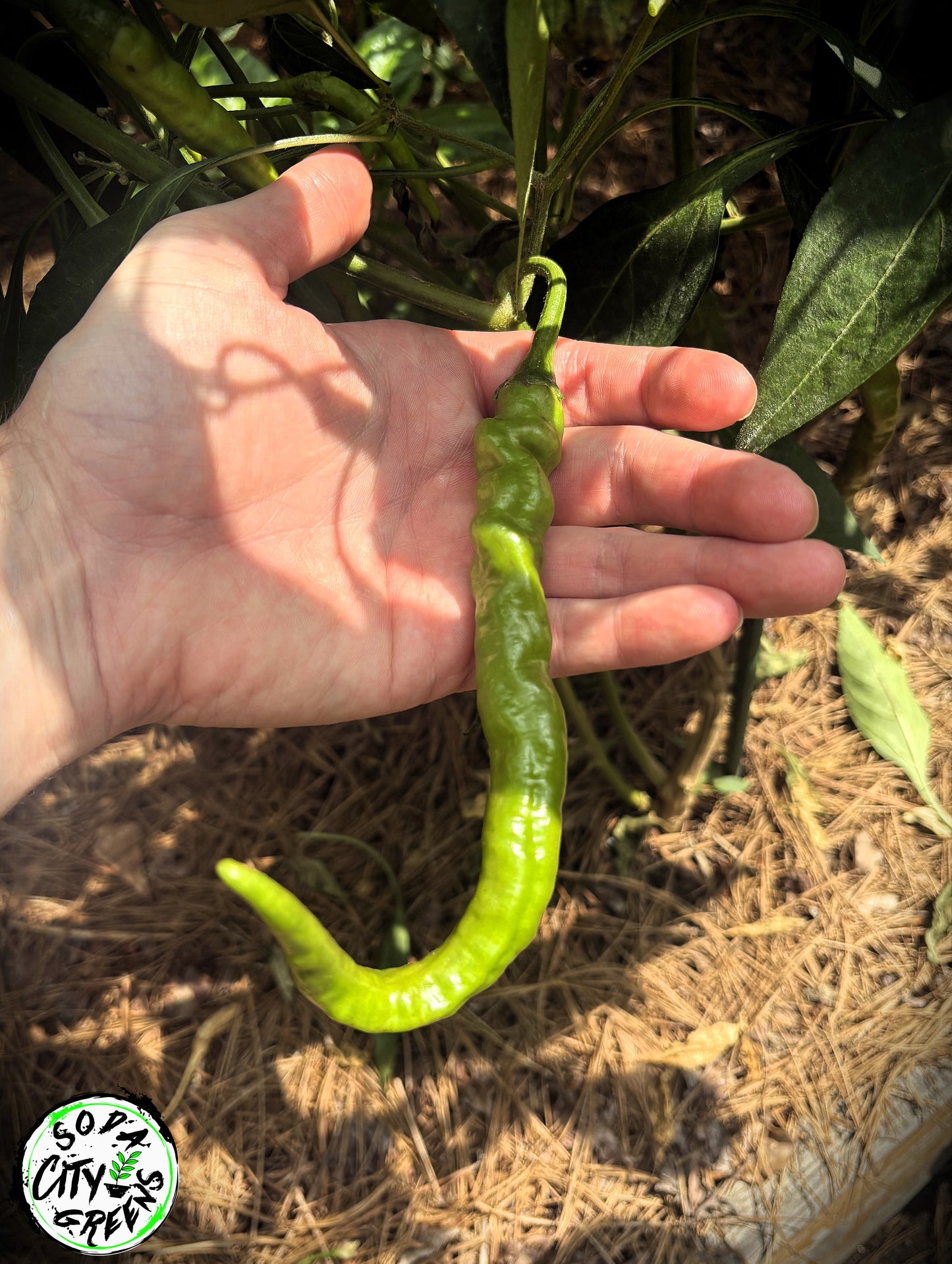 Mattahorn Variegated Pepper Seeds