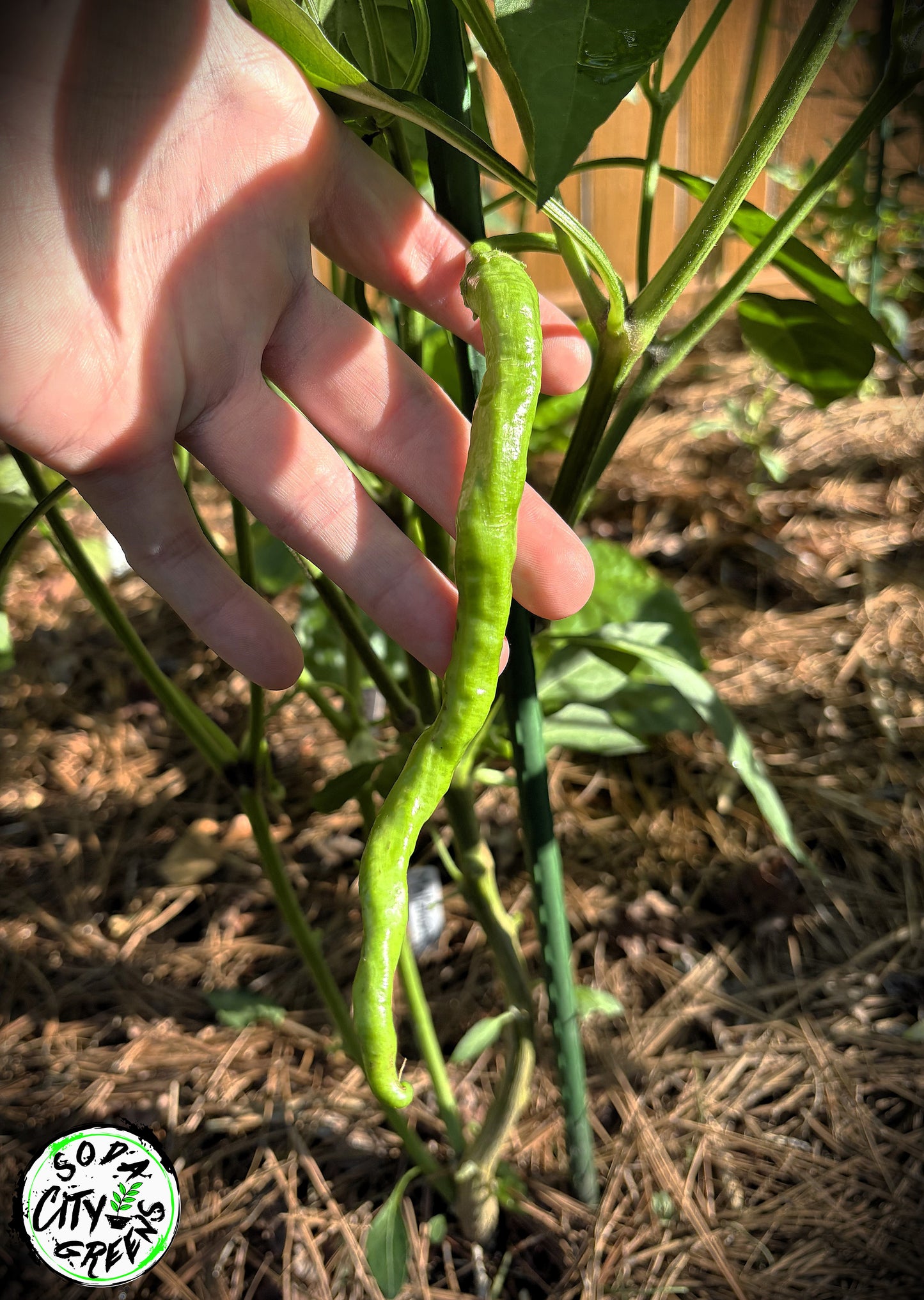 Mattahorn Variegated Pepper Seeds
