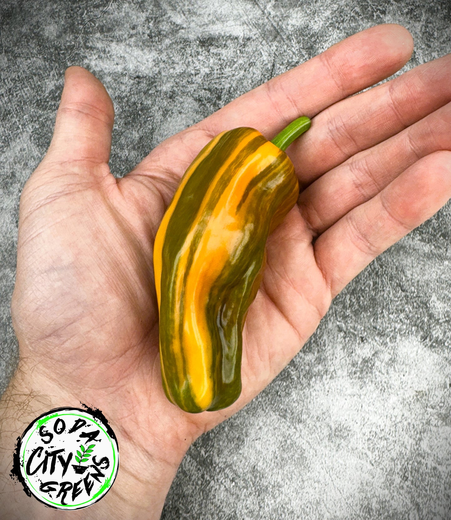 Variegated Pepper Seed Variety Pack (You choose!)