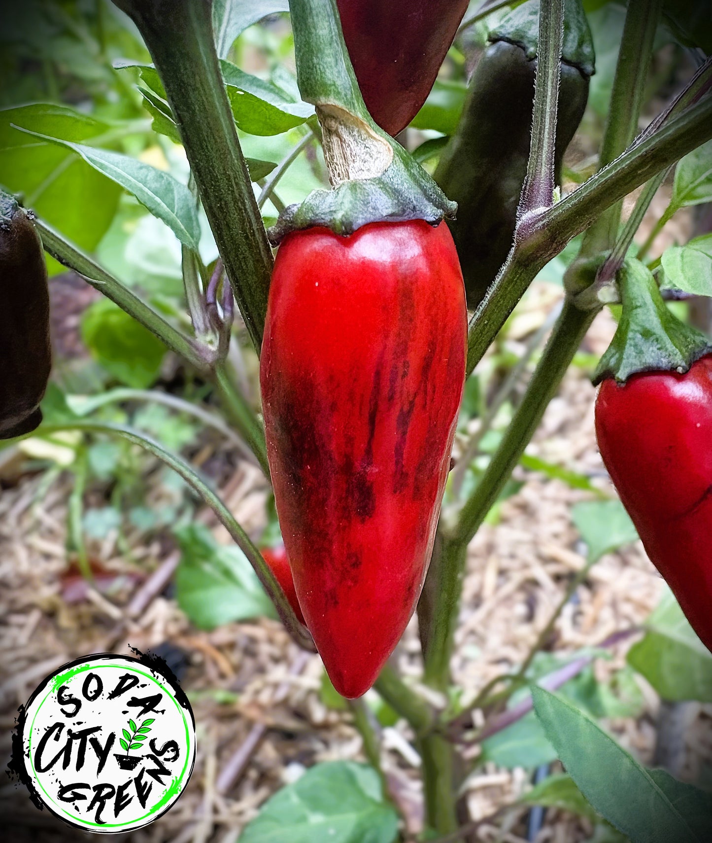 Sweet Heat Pepper Seed Variety Pack (You choose!)
