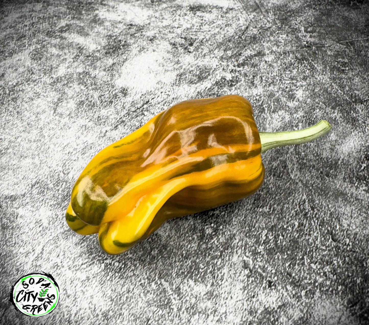 Mattapeno x Candy Cane Chocolate Cherry Variegated Pepper Seeds