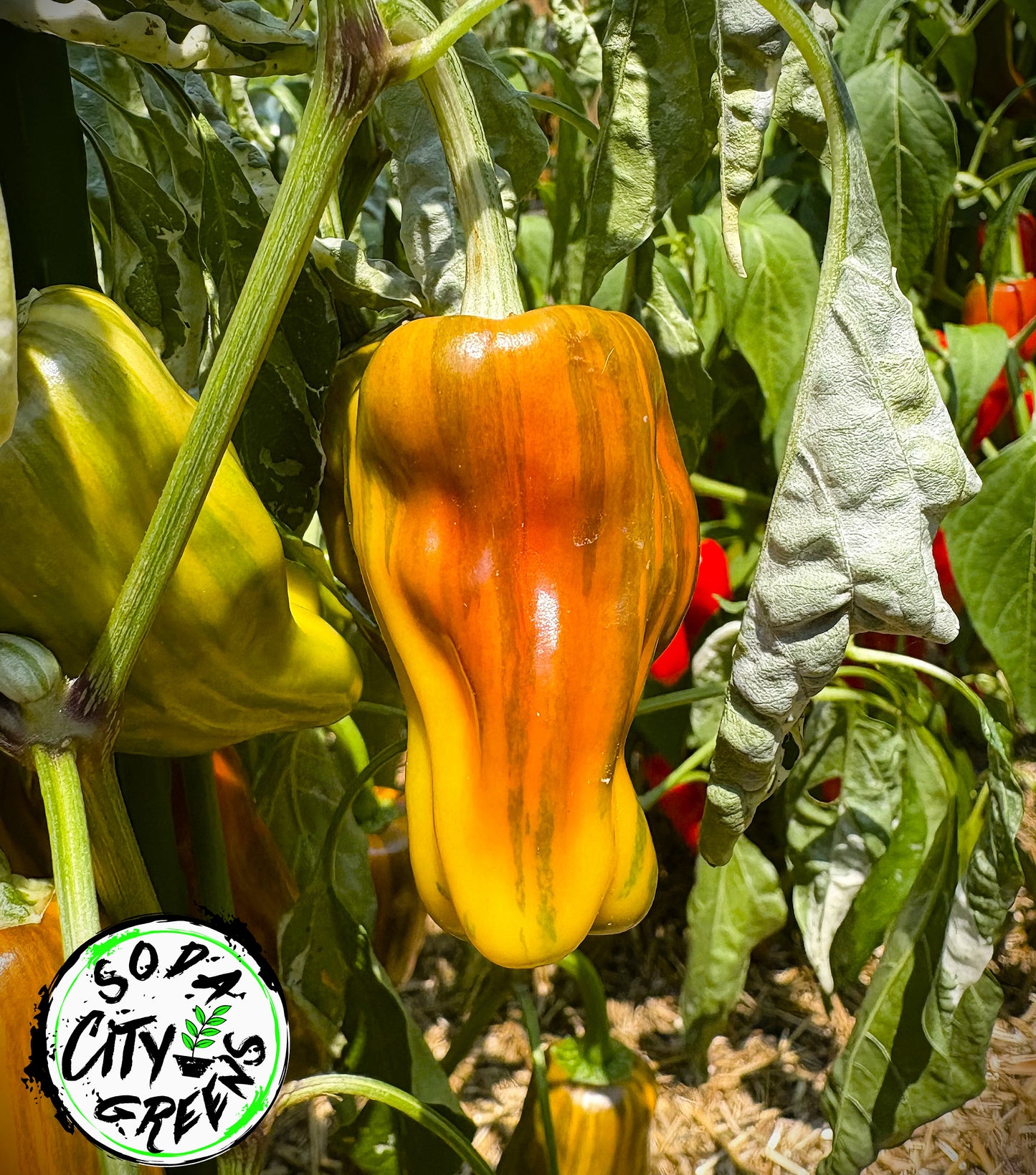 Mattapeno x Candy Cane Chocolate Cherry Variegated Pepper Seeds