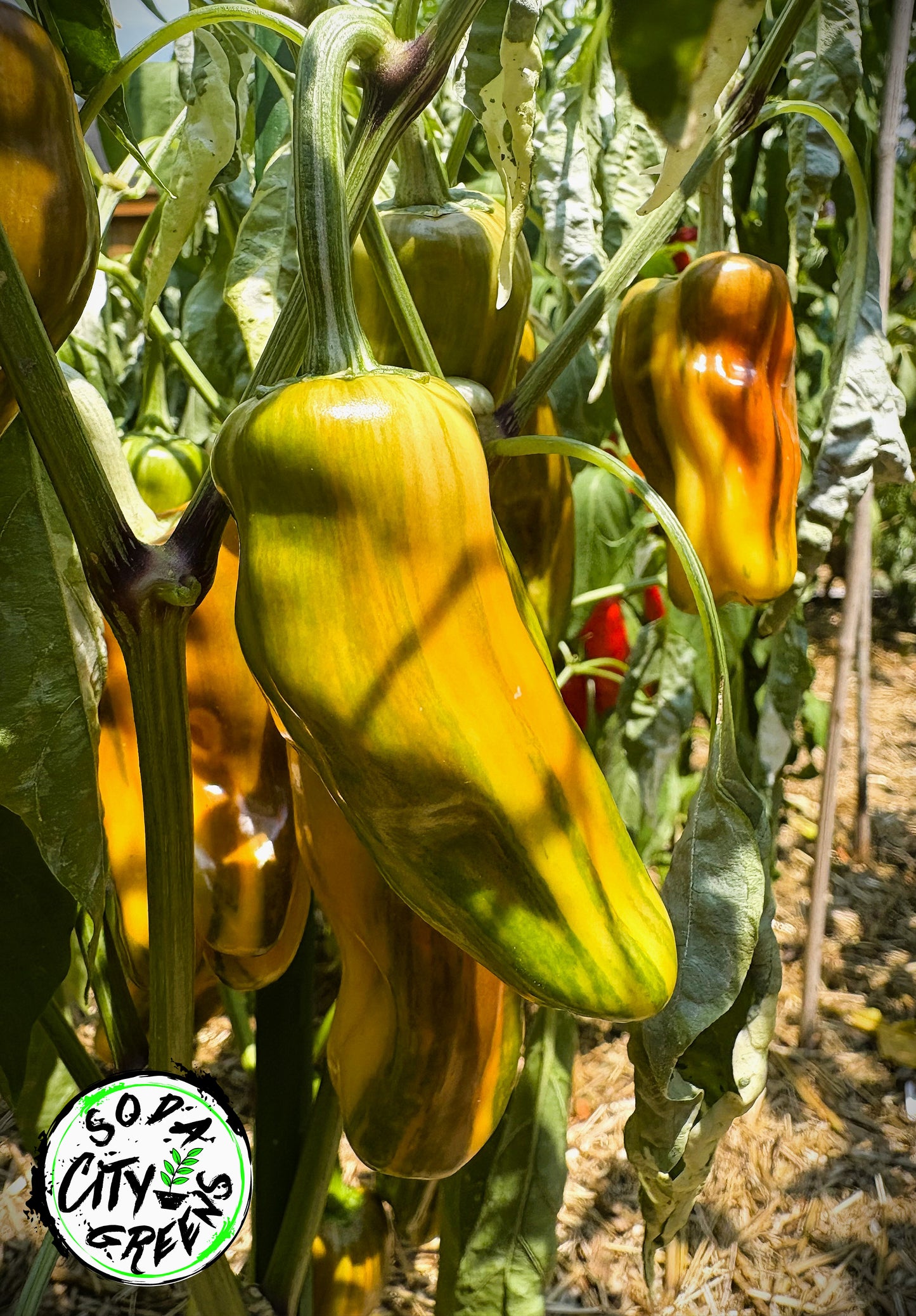 Mattapeno x Candy Cane Chocolate Cherry Variegated Pepper Seeds
