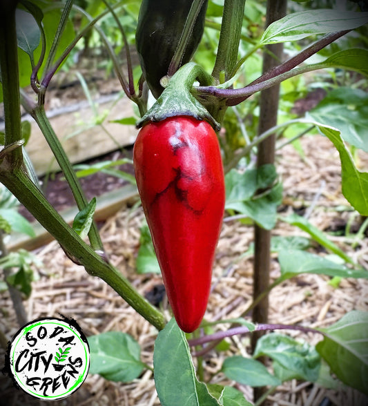 Purple Cacho x Mattapeno Variegated Pepper Seeds