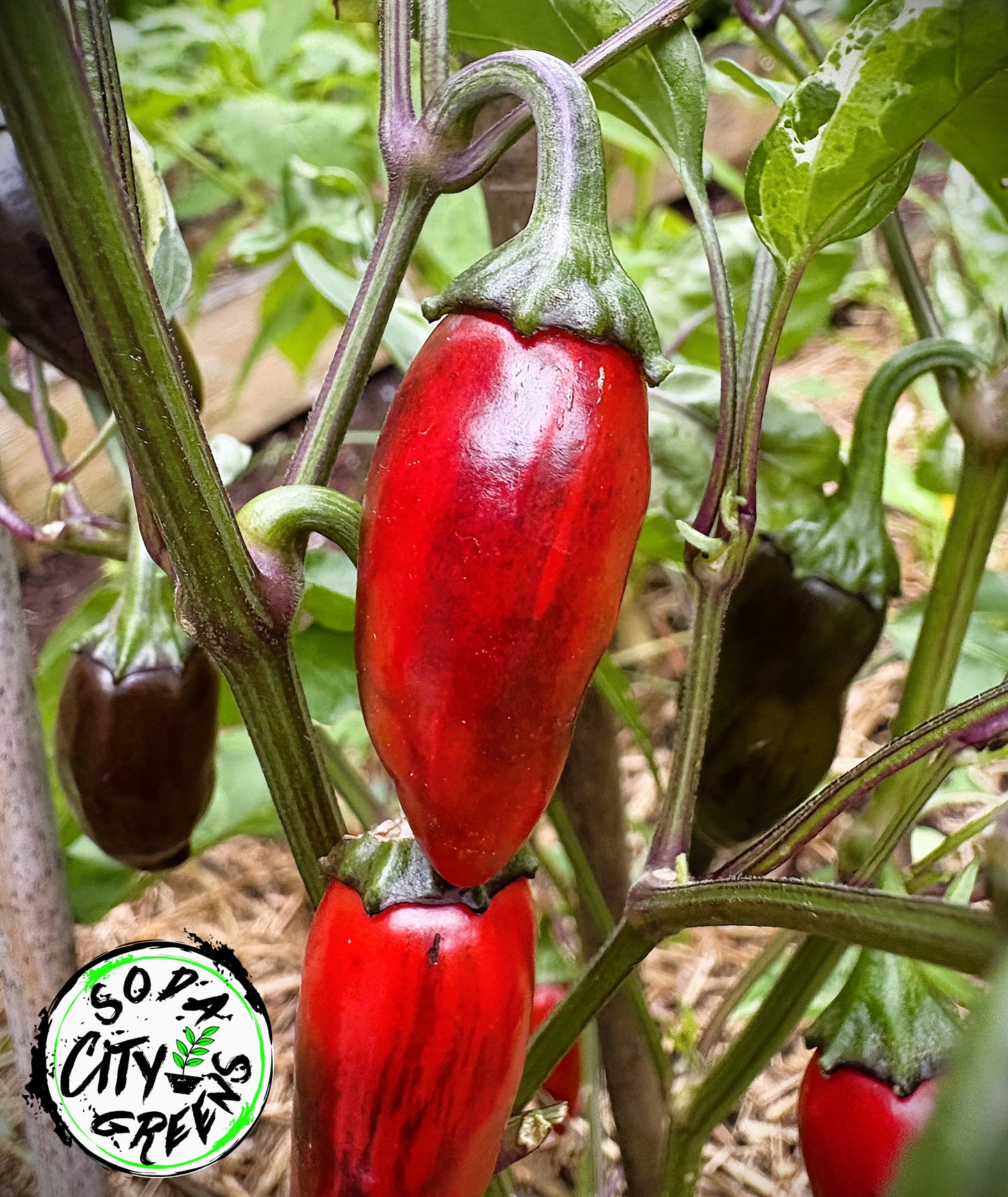 Purple Cacho x Mattapeno Variegated Pepper Seeds
